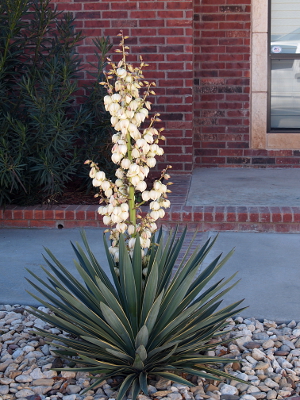 [Most of the stalk has white, curved flower blooms.]